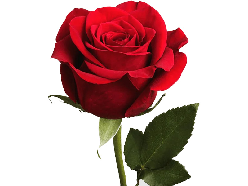 مرتضی نریمانی